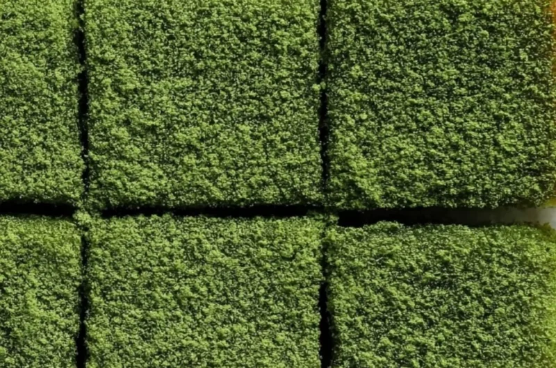 Delicious matcha mochi brownies topped with green tea sprinkles
